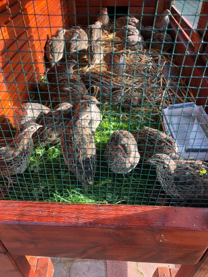 Agroturystyka Pod Debem Łagów Exteriör bild